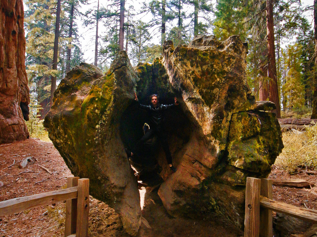 Sequoia National Park-维塞利亚必去景点