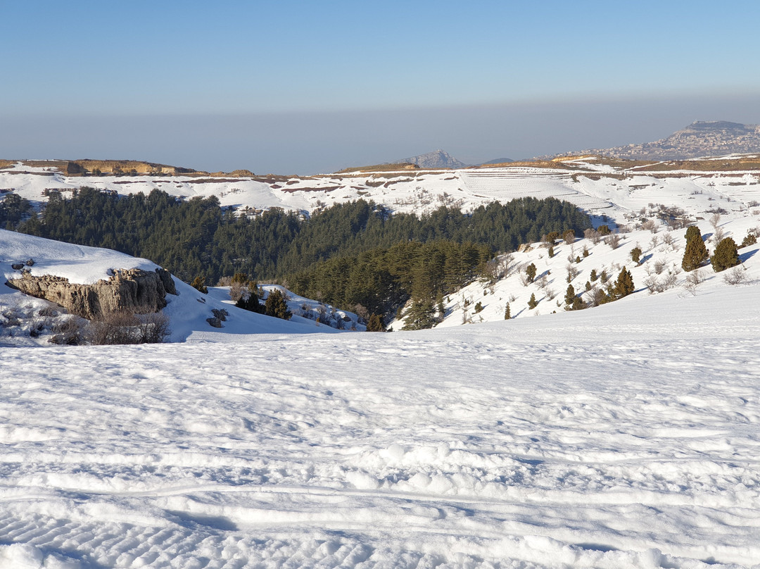 Tannourine Cedar Forest Nature Reserve-Tannourine必去景点