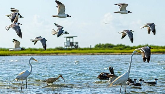 East End Lagoon Nature Preserve-盖维斯顿必去景点
