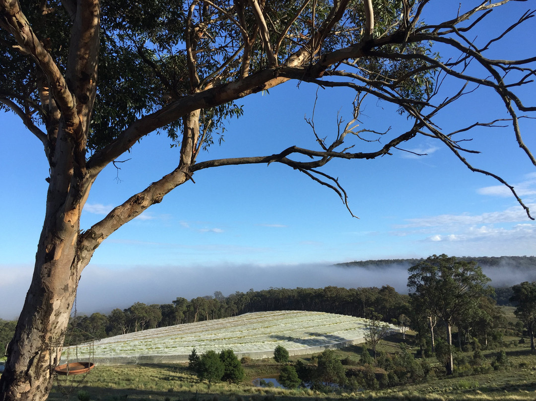 Wild Food Adventures-Berrima必去景点