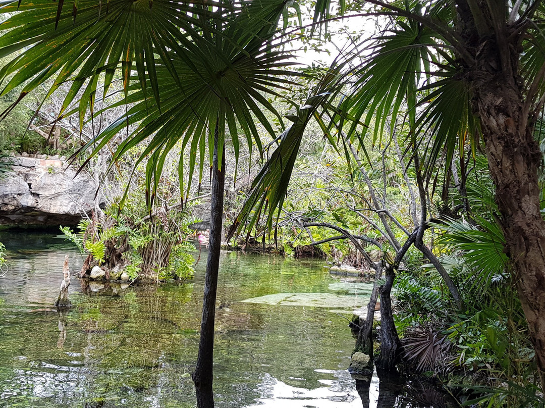 Cenote Azul景点图片