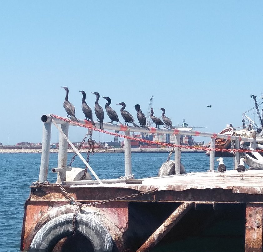 Cuidad de Arica-阿里卡必去景点