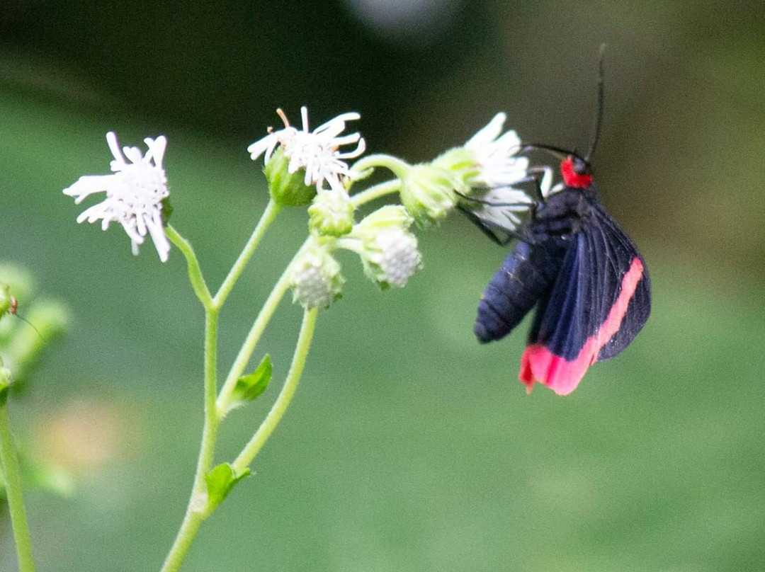 Parque das Nascentes-Blumenau必去景点
