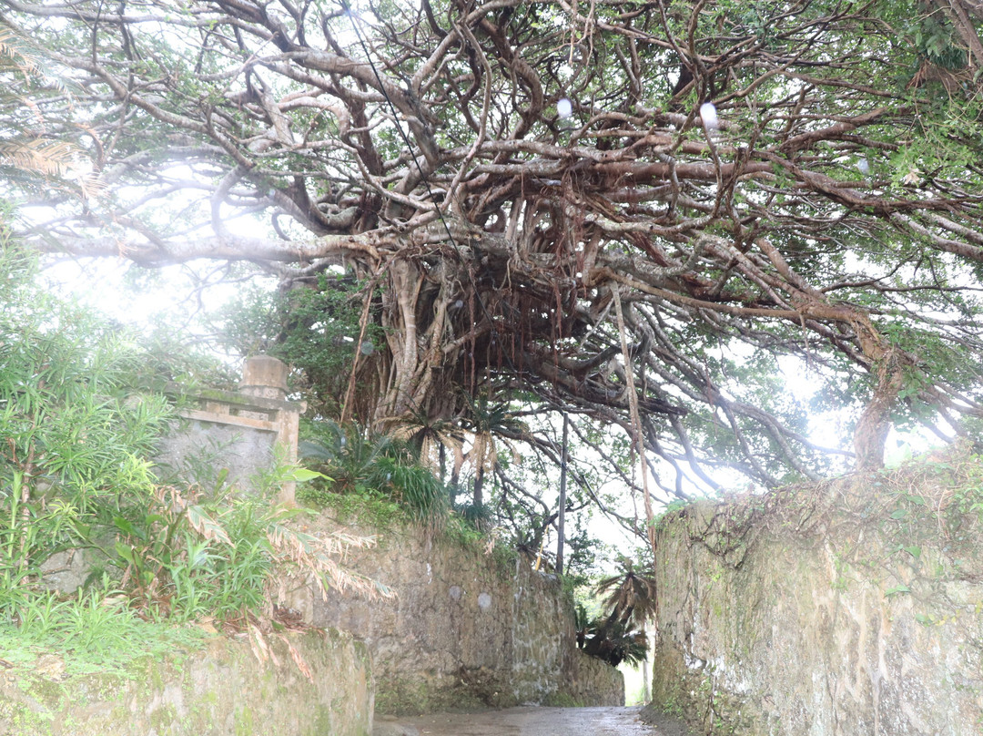 300 Years Old Tree Gajumaru景点图片
