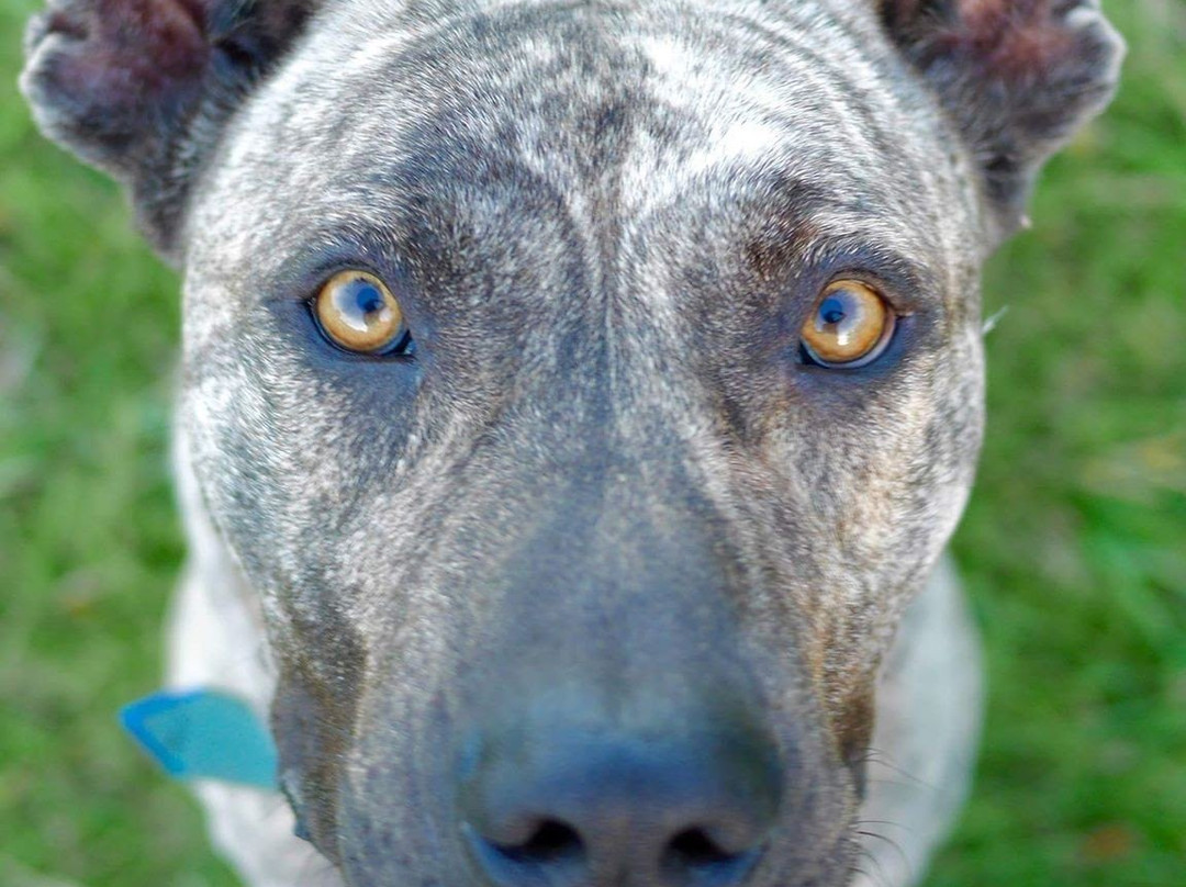 Chacrita del Sur主图