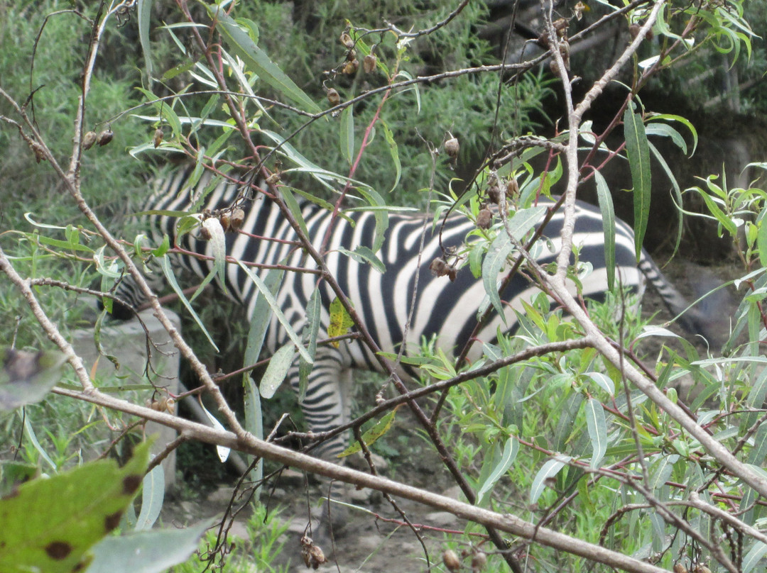 Zoologico de Altiplano景点图片