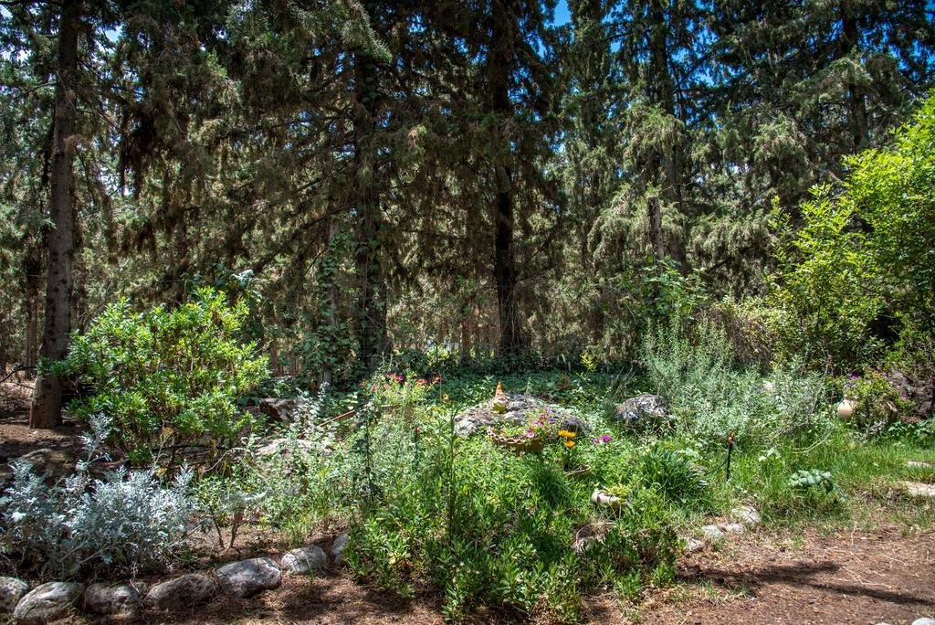 Aley Galil - wooden cabins in the forest主图