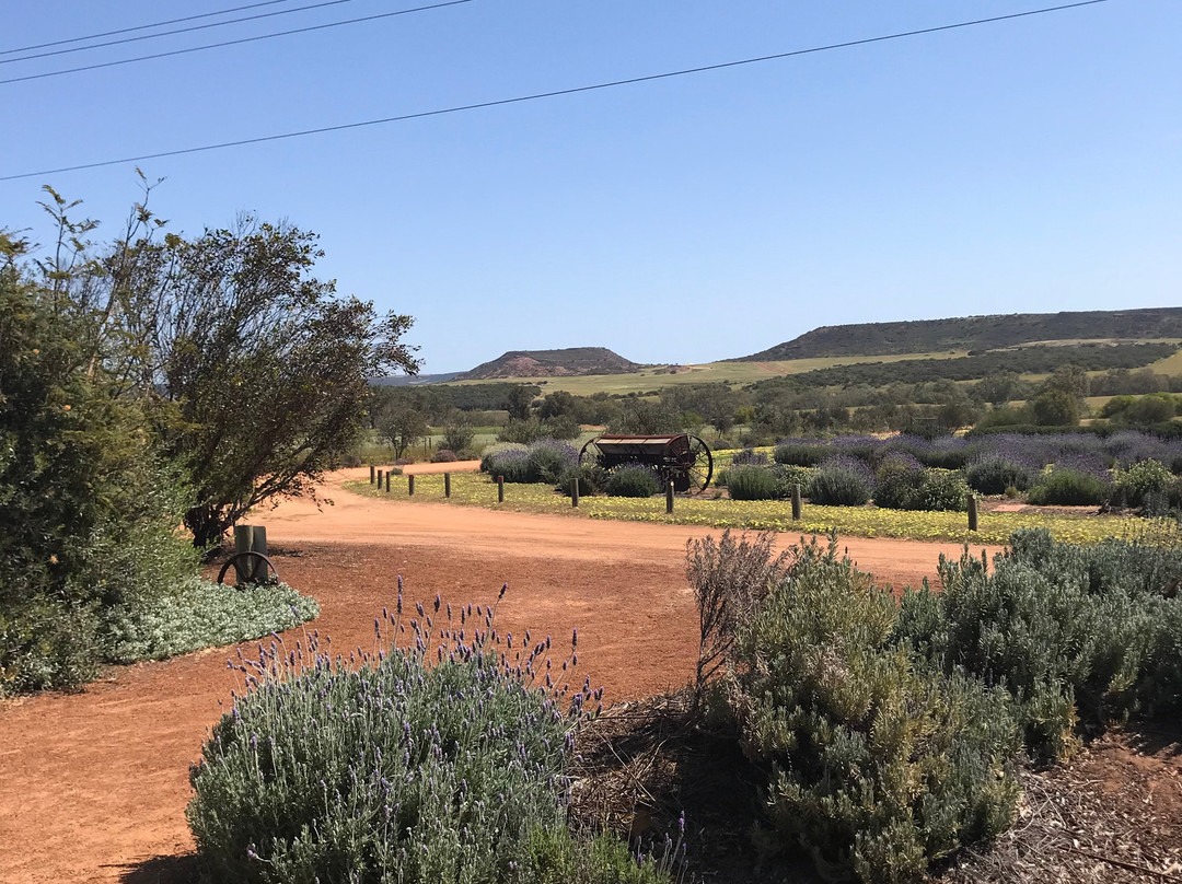 Copperhead Road Distillery-杰拉尔顿必去景点