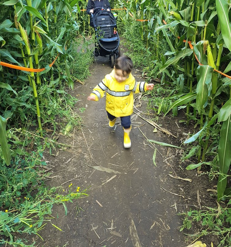 Edmonton Corn Maze景点图片