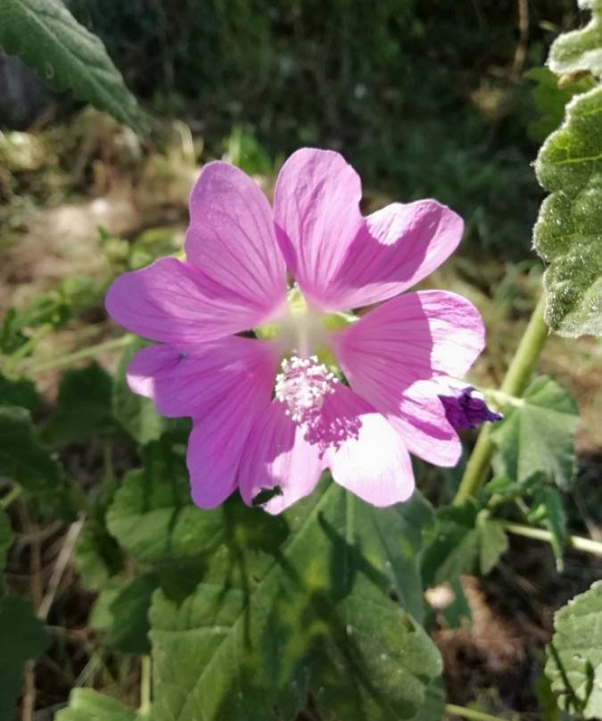 Riserva Naturale Regionale Abetina di Rosello-Rosello必去景点