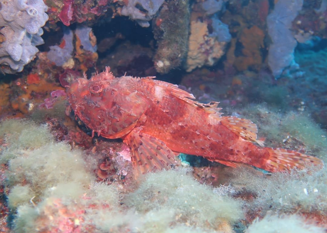 Sardinia Divers-奥罗塞必去景点