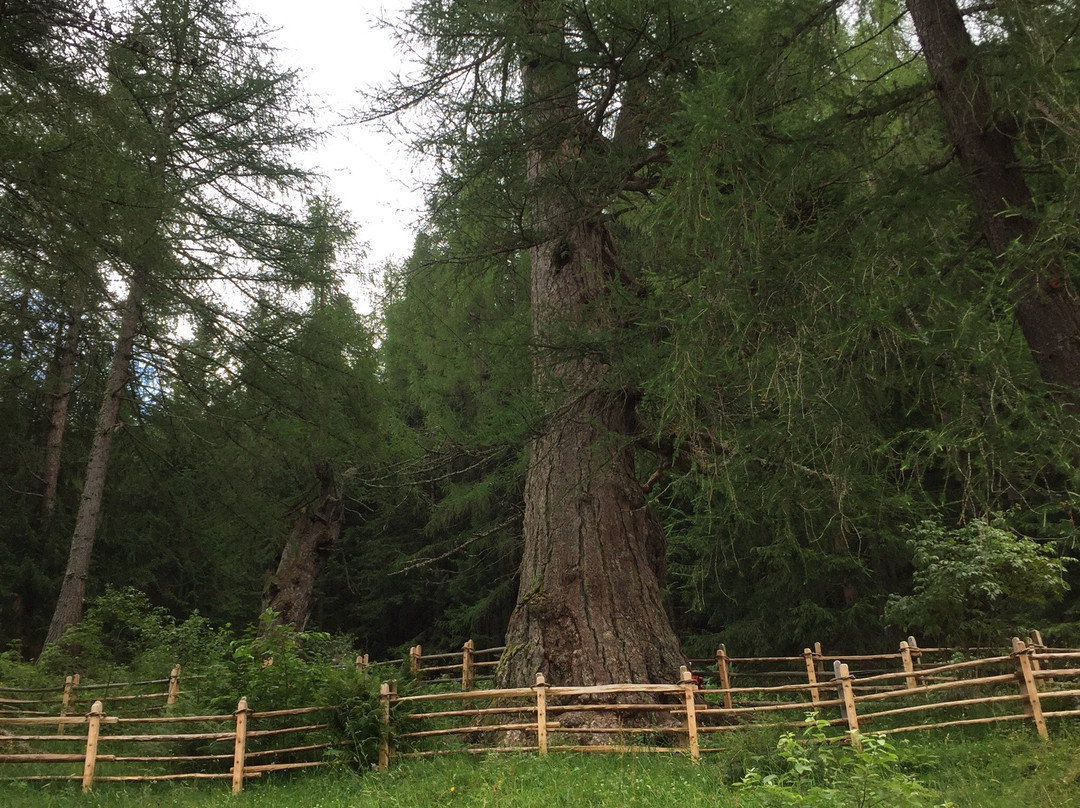 Ancient Larches of Val d'Ultimo Valley景点图片