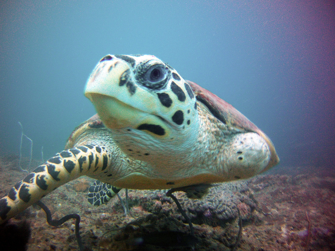 Jorakhae Freediving School景点图片