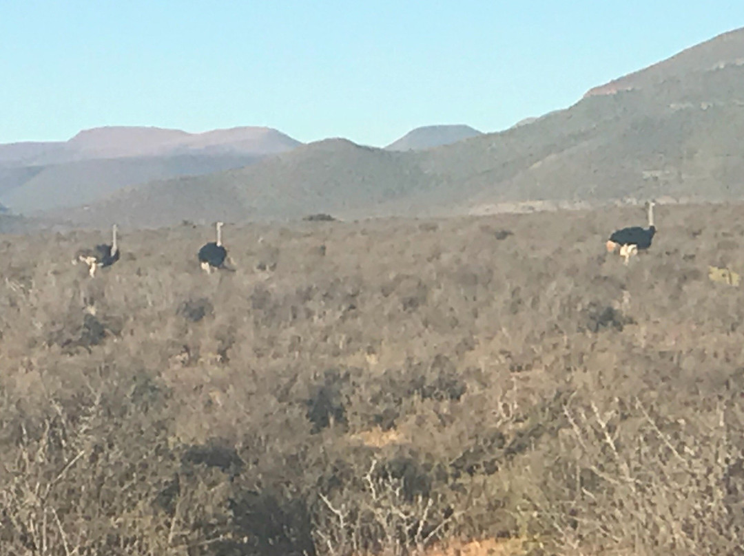 Camdeboo National Park景点图片