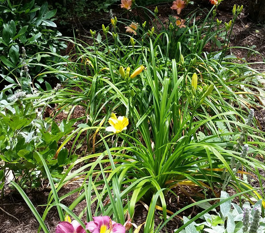 The Lily Barn Garden-汤森必去景点