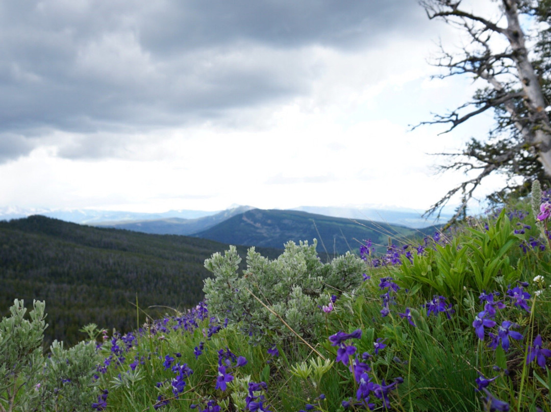 Daly Creek Trail-西黄石镇必去景点