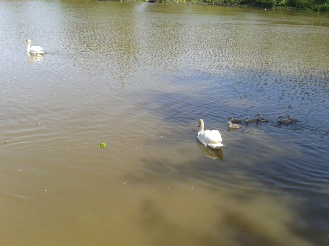Ifield Mill Pond and Bewbush Water Gardens景点图片