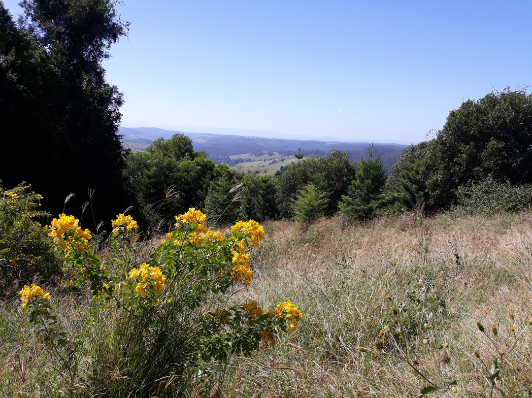 Mallanganee旅游攻略图片