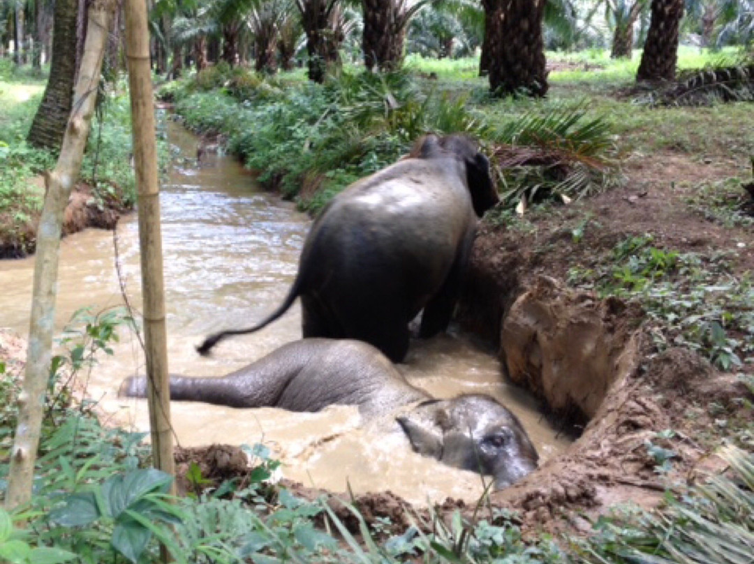 Elephant Retirement Park Phang Nga景点图片
