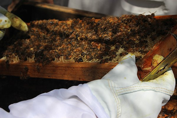 Monte-Bellaria Di California-Sebastopol必去景点