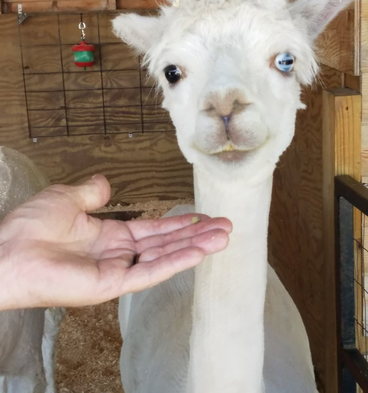 Pine Grove Zoo-Little Falls必去景点