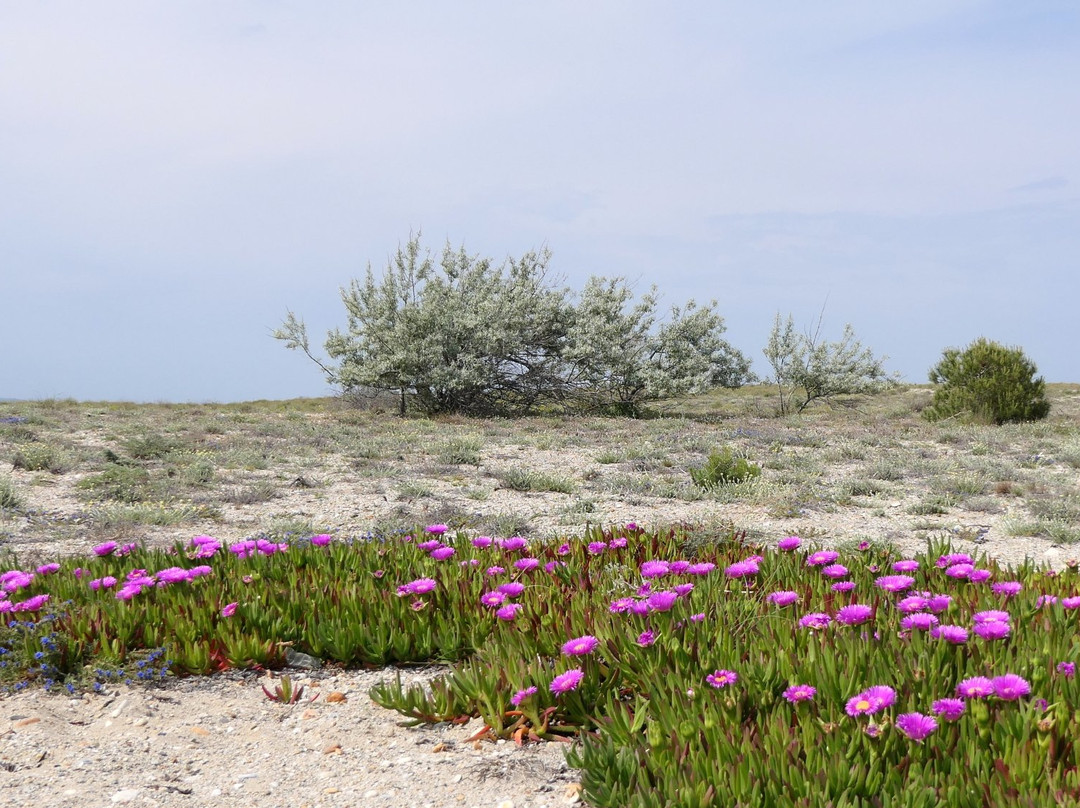 Site Naturel des Dosses-Le Barcares必去景点