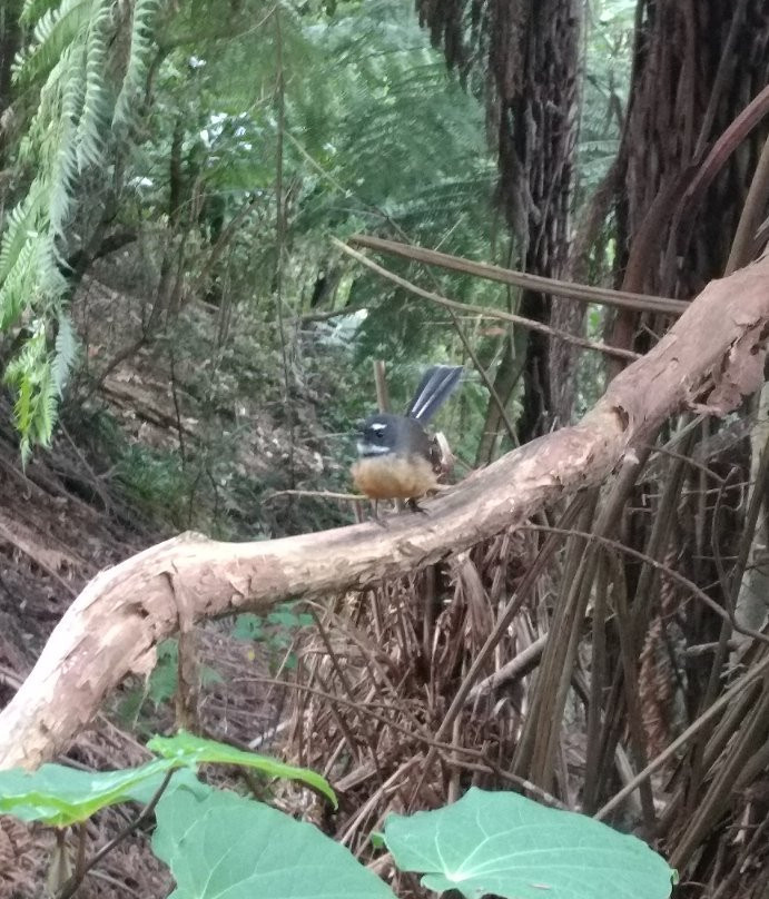 Maketu Waterfall-Ramarama必去景点