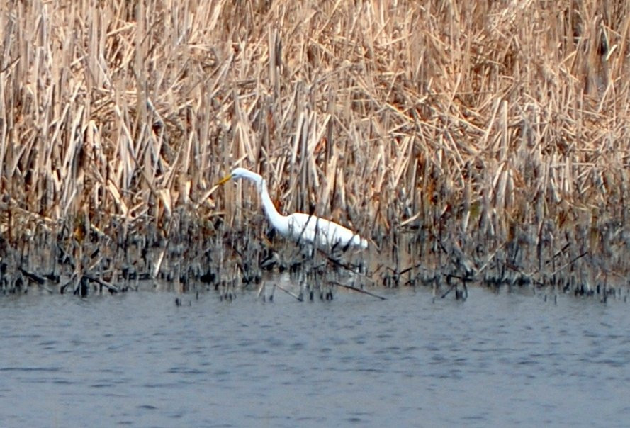 Cheyenne Bottoms-Great Bend必去景点