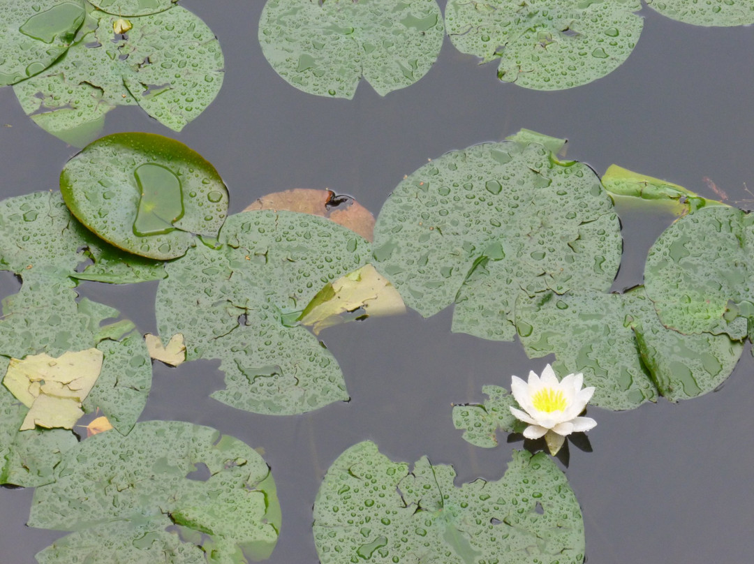 Swanwick Lakes景点图片