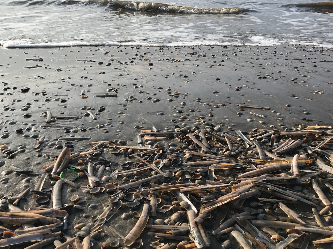 Langevelderslag Beach-诺德韦克必去景点