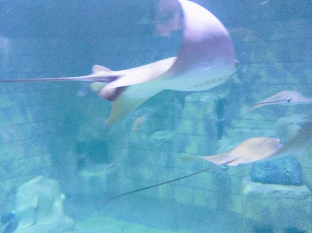 SeaQuest Fort Worth-沃思堡必去景点