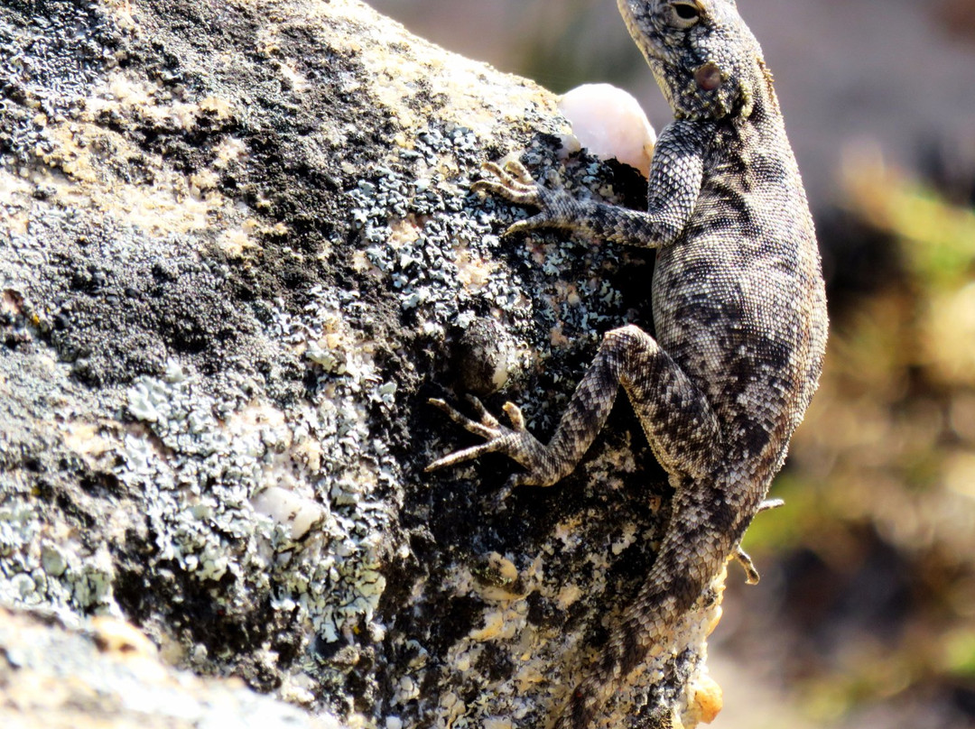Cederberg Wilderness Area-克兰威廉必去景点