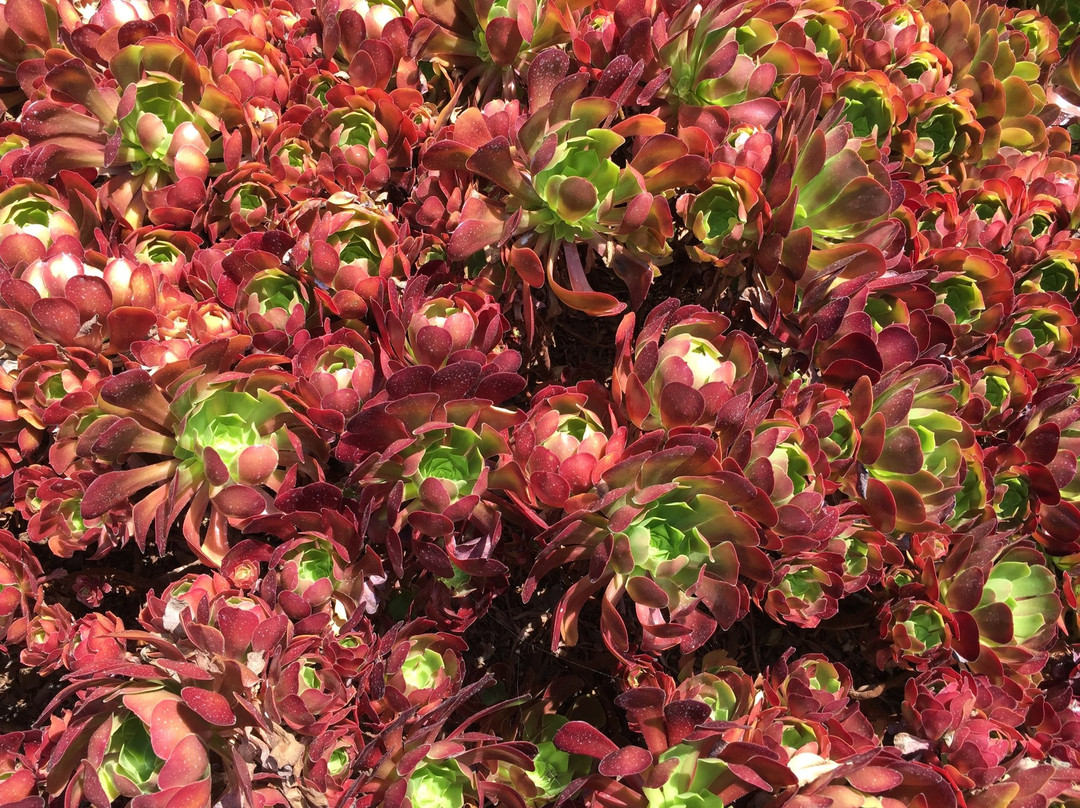 The Huntington Store-圣玛利诺必去景点