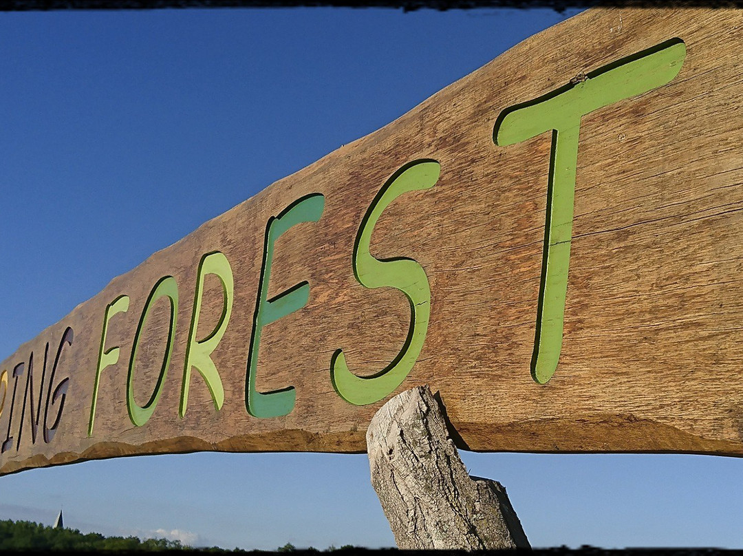 Jumping Forest景点图片
