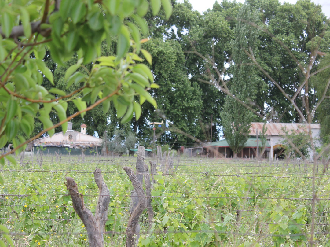 Bodega Familia Di Tommaso景点图片