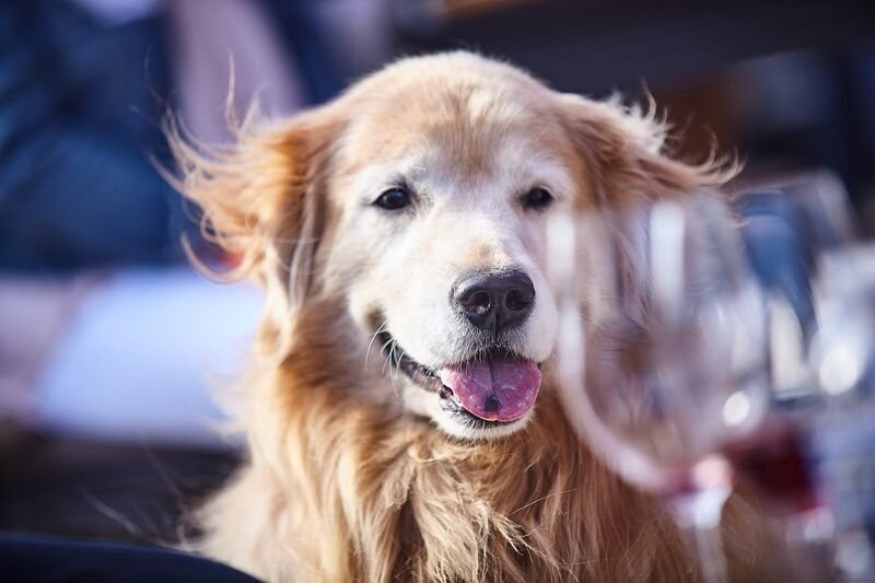 Domaine Artefact Vineyard & Winery-埃斯孔迪多必去景点