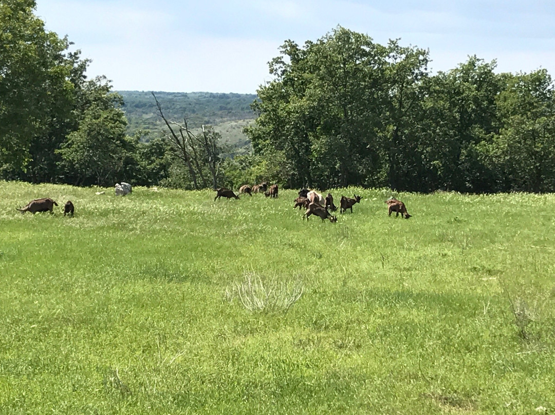 Krnica旅游攻略图片