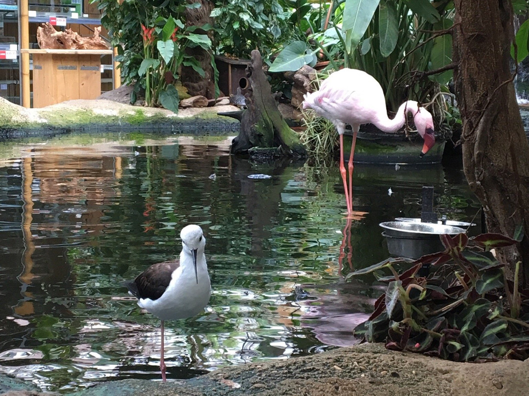 Avonturia De Vogelkelder-海牙必去景点