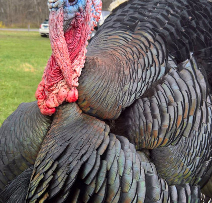 North American Bushcraft School - Day Classes-Hedgesville必去景点