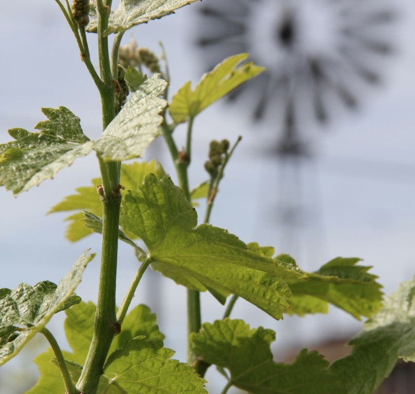 Domaine Pouillon景点图片