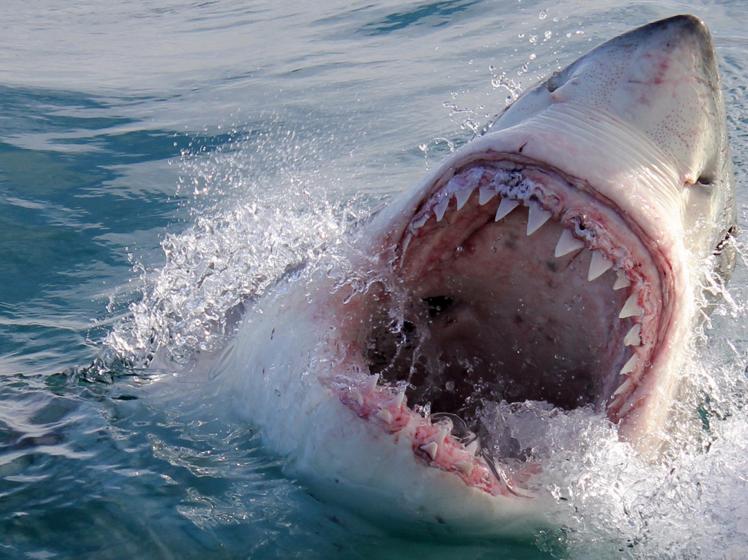 Marine Dynamics  Shark Tours-干斯拜必去景点