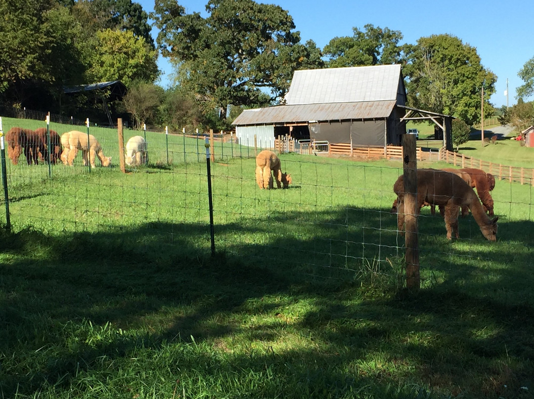 Pacabella Farm Alpacas & Boutique-Wirtz必去景点