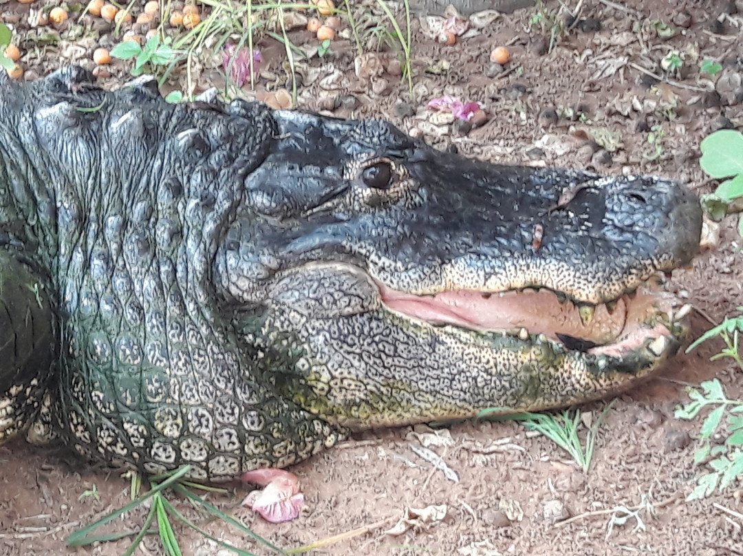 Bouncy Croc景点图片