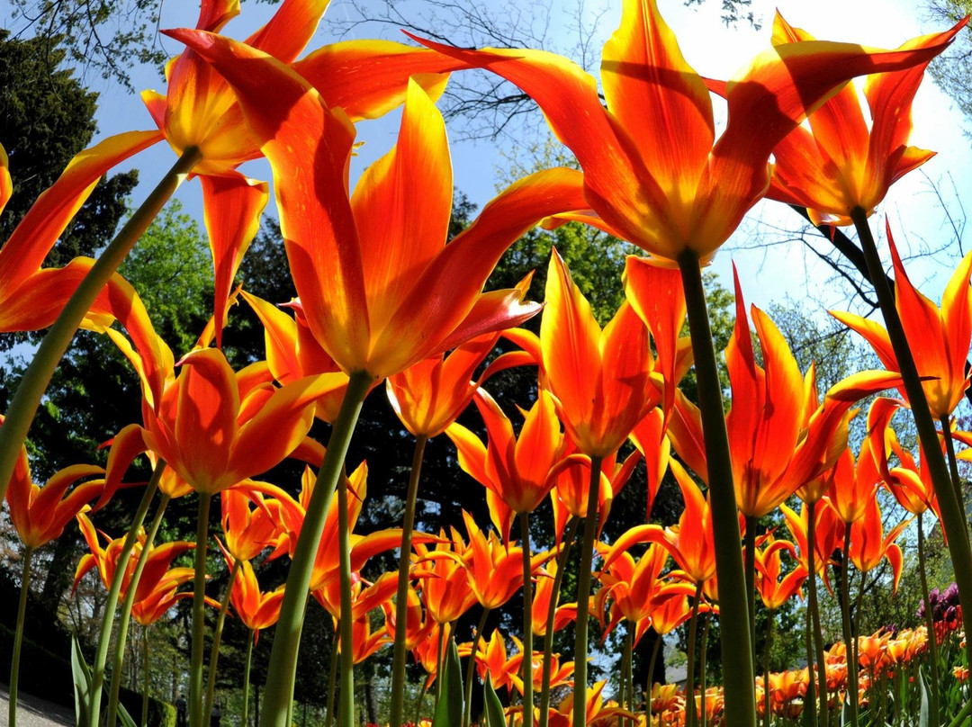 Schagerbrug旅游攻略图片