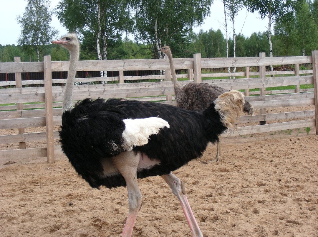 Ostrich Farm Strausiny Khutor景点图片