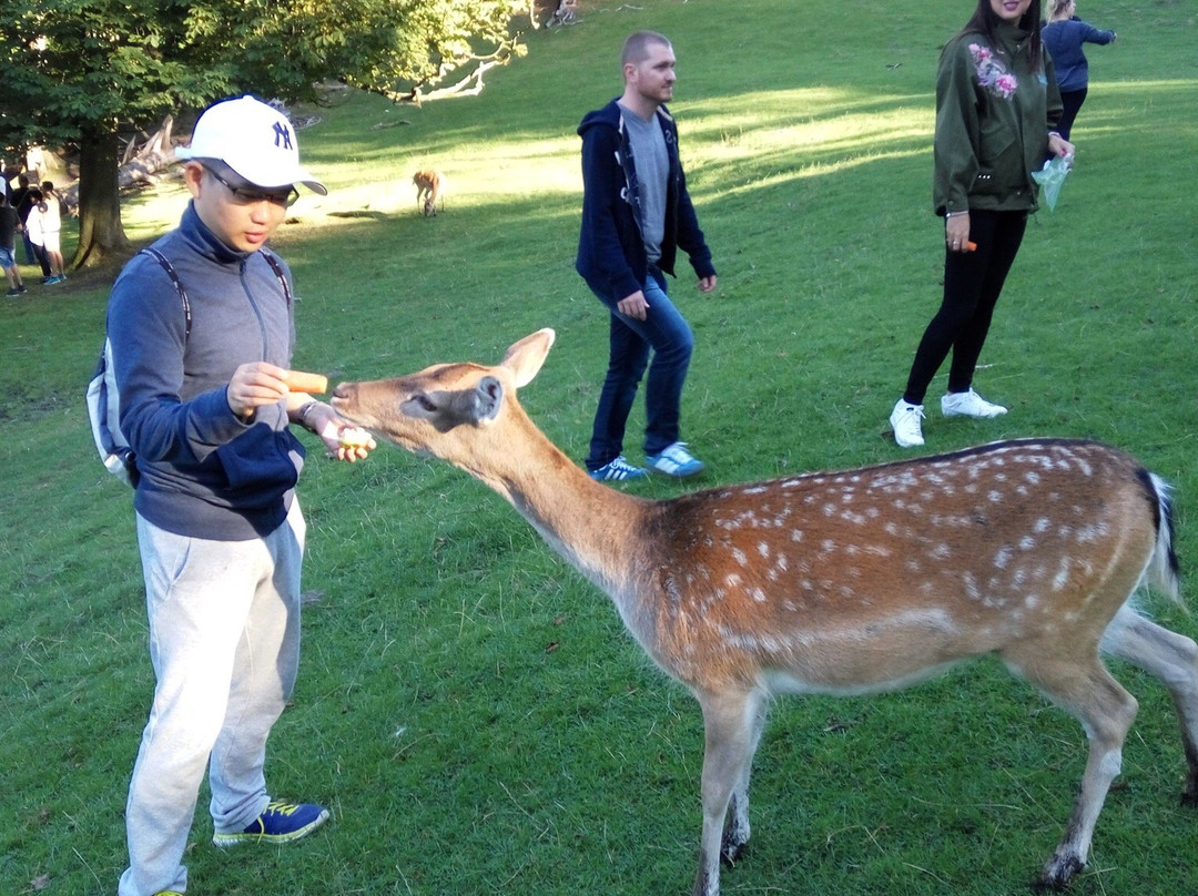 Dyrepark景点图片