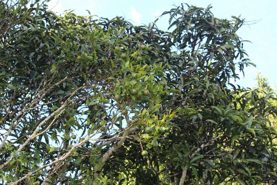 Poabs Organic Estates-Nelliyampathy必去景点