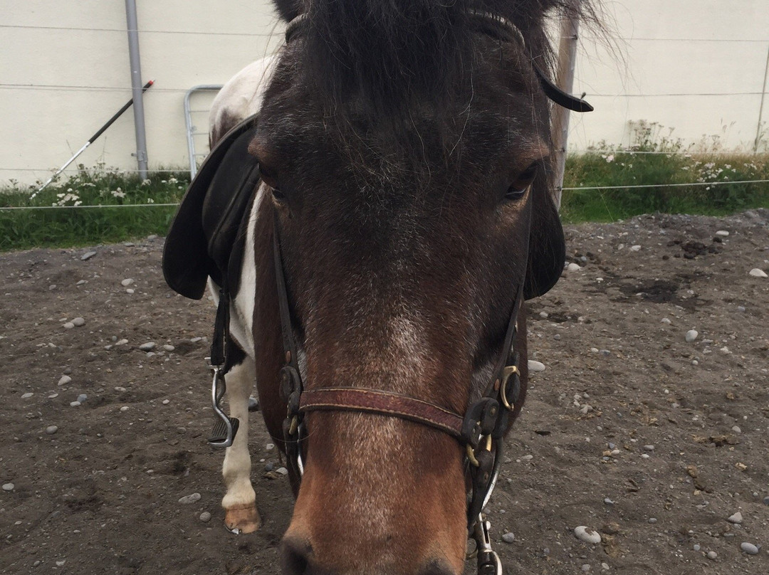 Stori-Bakki Riding Tours-埃伊尔斯塔济必去景点