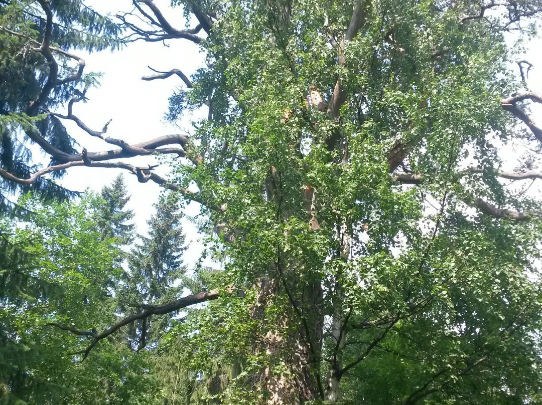 Natural Monument Scots Pine景点图片