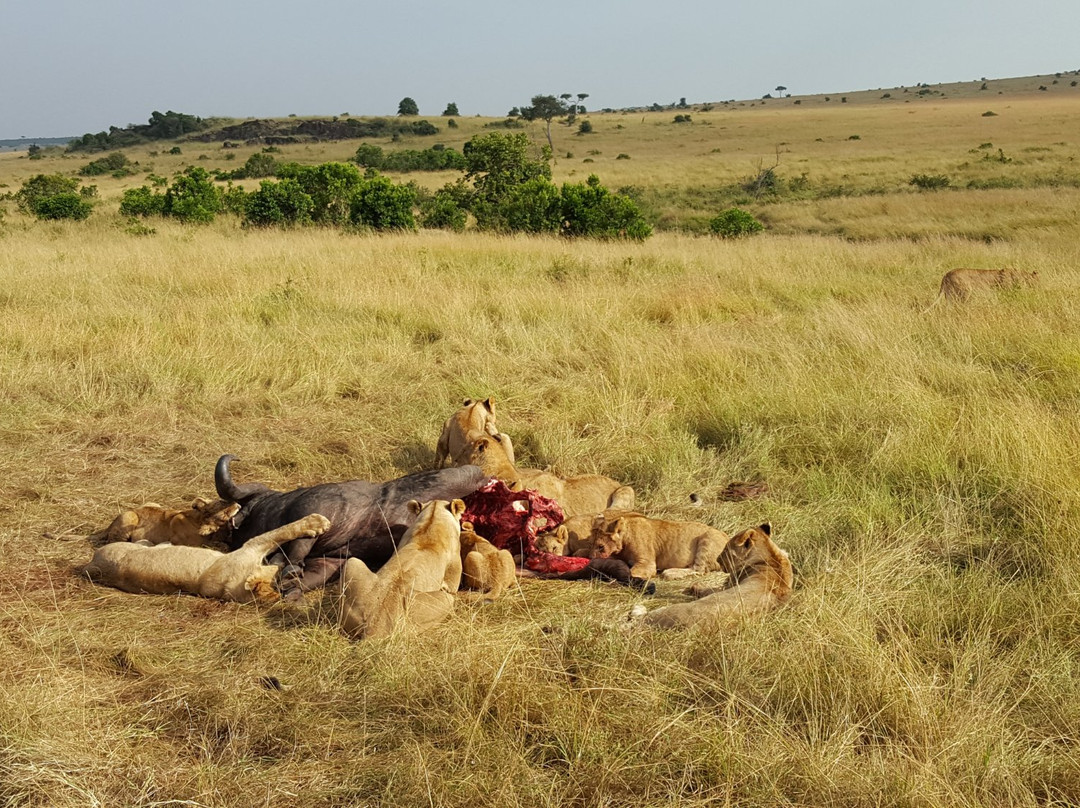 Bruno Safaris - Day Tours景点图片